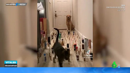 La yincana para perros y gatos que vas a querer probar con tus mascotas La yincana para perros y gatos que vas a querer probar con tus mascotas