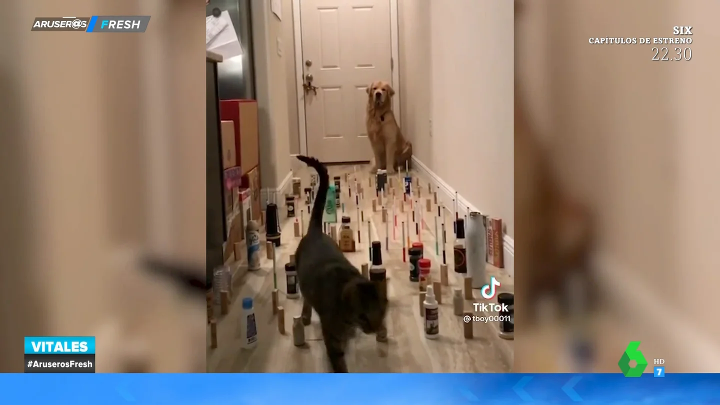 La yincana para perros y gatos que vas a querer probar con tus mascotas La yincana para perros y gatos que vas a querer probar con tus mascotas