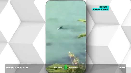 Tiburón en Llanes Tiburón en Llanes