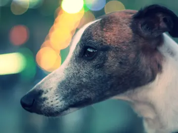 Perro Perro