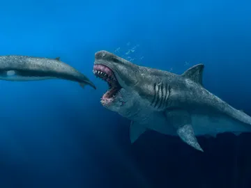 Representación artística de un Otodus megalodon depredando a un balenóptero Representación artística de un Otodus megalodon depredando a un balenóptero