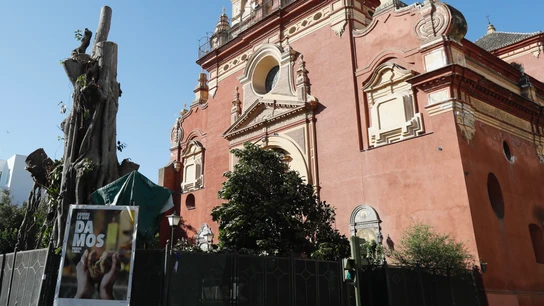 Imagen del Ficus centenario de la Parroquia de San Jacinto de Sevilla durante los trabajos de tala. Imagen del Ficus centenario de la Parroquia de San Jacinto de Sevilla durante los trabajos de tala.