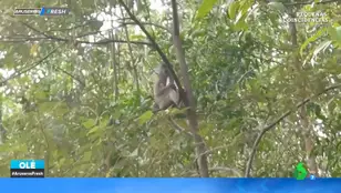 Rescatan a un cachorro que había sido secuestrado por un mono