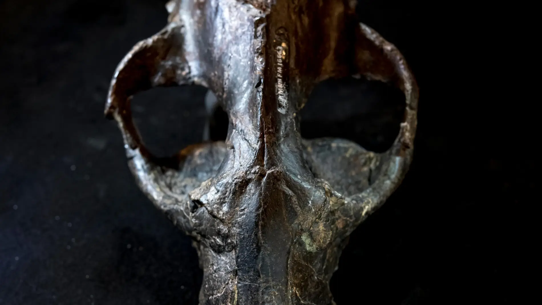 Vivir rapido y morir jovenes asi era la historia vital de los primeros grandes mamiferos