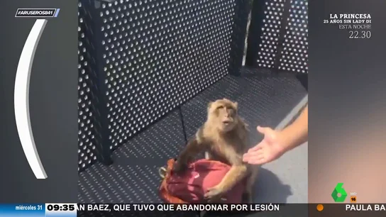 Un mono siembra el terror cuando intenta robar un bolso y no lo consigue Un mono siembra el terror cuando intenta robar un bolso y no lo consigue