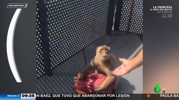 Un mono siembra el terror cuando intenta robar un bolso y no lo consigue