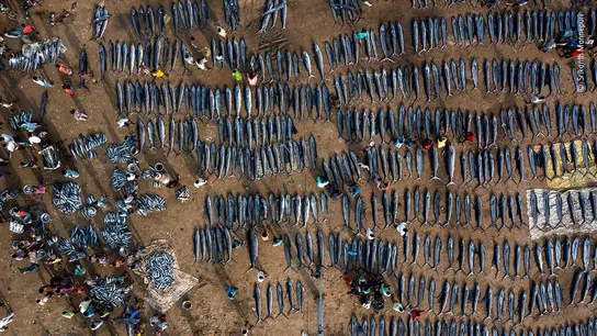 Pesca de un día Pesca de un día