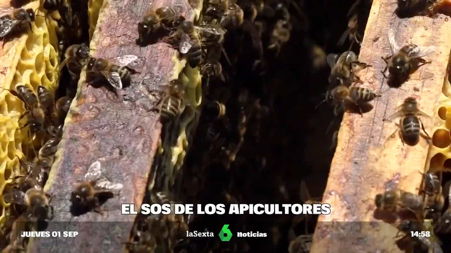SOS apicultores