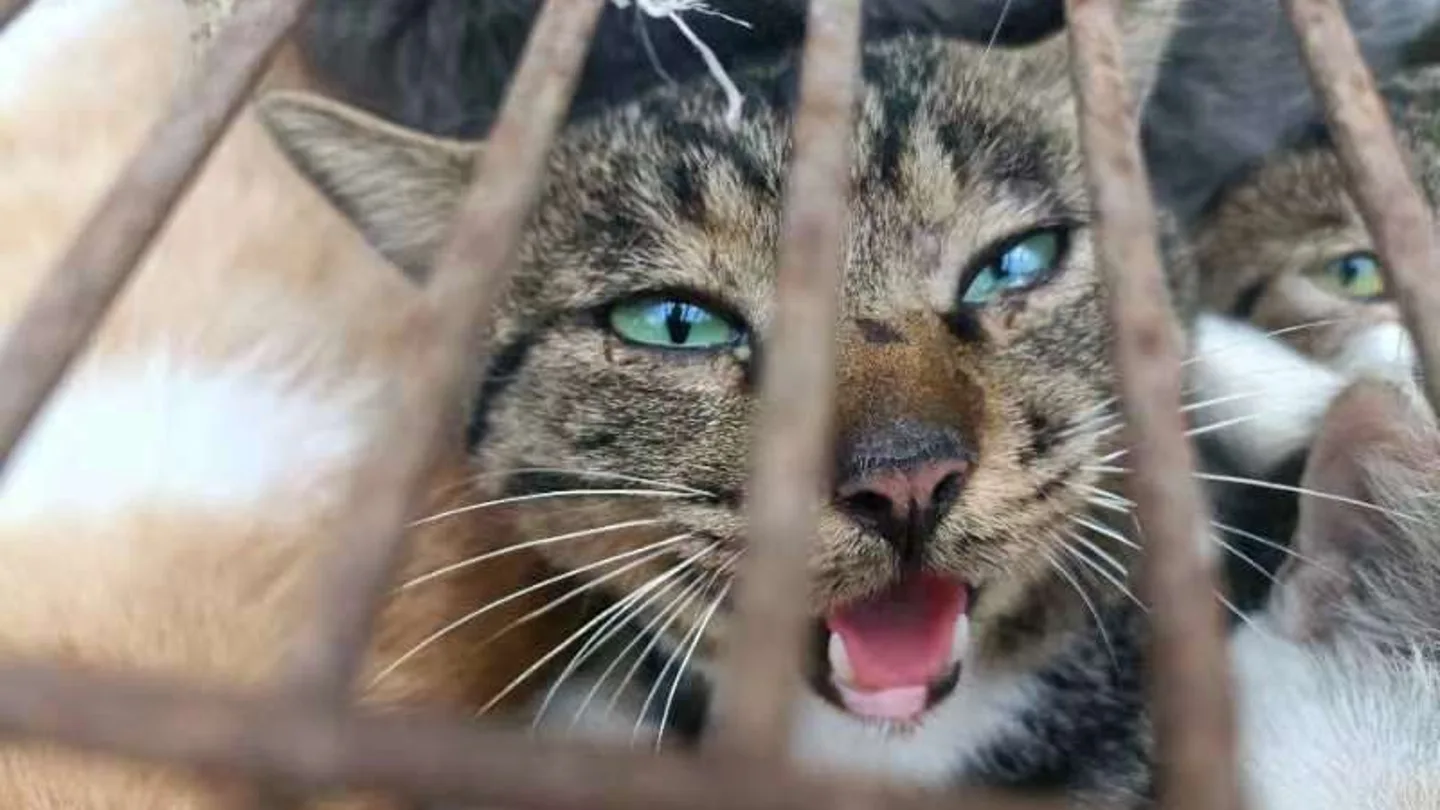 Rescatados 150 gatos que estaban enjaulados y destinados al consumo humano Rescatados 150 gatos que estaban enjaulados y destinados al consumo humano