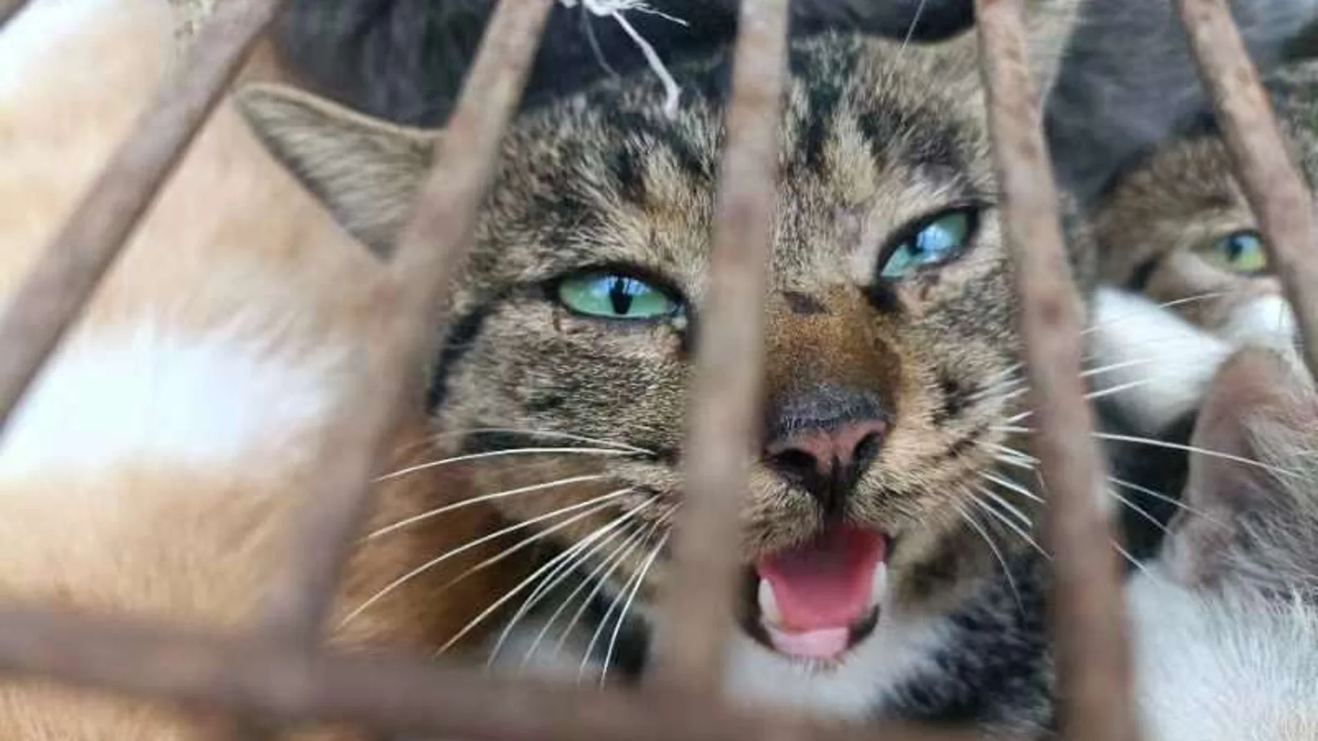 Rescatados 150 gatos que estaban enjaulados y destinados al consumo humano