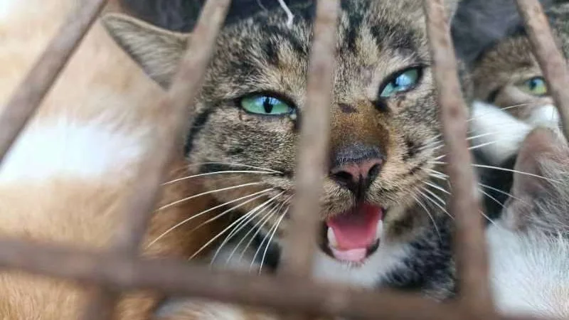 Rescatados 150 gatos que estaban enjaulados y destinados al consumo humano