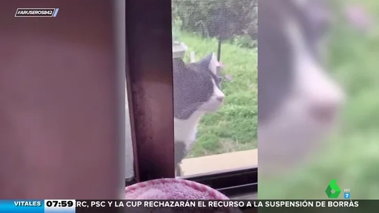 La melodía del gato cantante: el nuevo temazo que arrasa en internet La melodía del gato cantante: el nuevo temazo que arrasa en internet