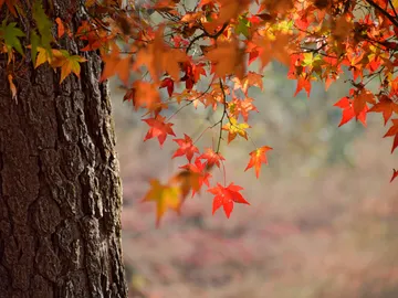 Otoño Otoño