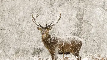 El ciervo de las nieves