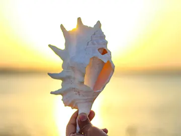 Caracola Caracola