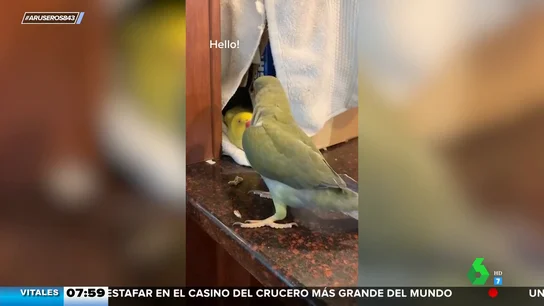 Las técnicas para cortejar de este loro de las que los humanos deberíamos tomar nota Las técnicas para cortejar de este loro de las que los humanos deberíamos tomar nota