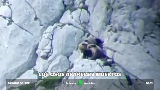 Hallan los restos de la osa y sus dos oseznos despeñados en Palencia en una sima de 33 metros de profundidad Hallan los restos de la osa y sus dos oseznos despeñados en Palencia en una sima de 33 metros de profundidad