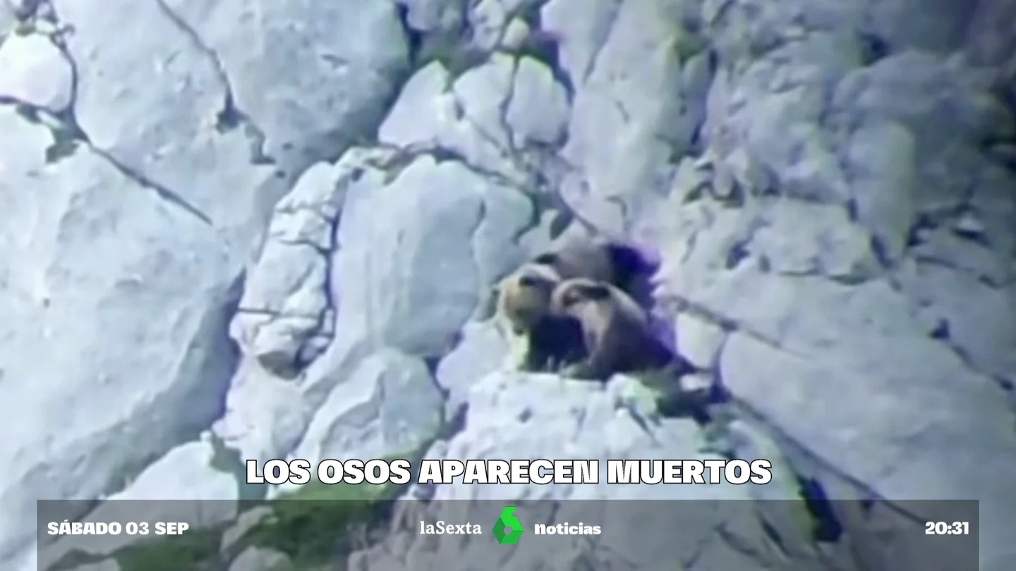 Hallan los restos de la osa y sus dos oseznos despeñados en Palencia en una sima de 33 metros de profundidad Hallan los restos de la osa y sus dos oseznos despeñados en Palencia en una sima de 33 metros de profundidad