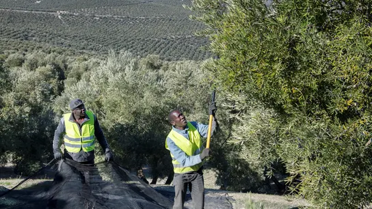Pesimismo entre los olivareros: prevén la peor producción de aceite en 10 años por la sequía Pesimismo entre los olivareros: prevén la peor producción de aceite en 10 años por la sequía