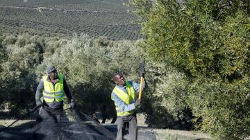 Pesimismo entre los olivareros: prevén la peor producción de aceite en 10 años por la sequía