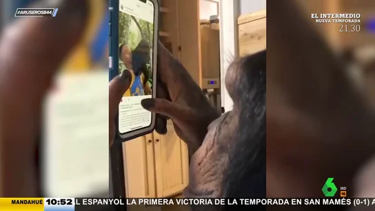 El sorprendente vídeo viral del chimpancé que está 'enganchado' a Instagram El sorprendente vídeo viral del chimpancé que está 'enganchado' a Instagram