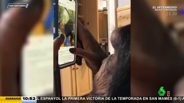 El sorprendente vídeo viral del chimpancé que está 'enganchado' a Instagram