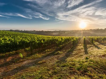 Estos son los 25 mejores viñedos del mundo Estos son los 25 mejores viñedos del mundo