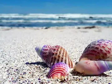 Conchas en la playa Conchas en la playa