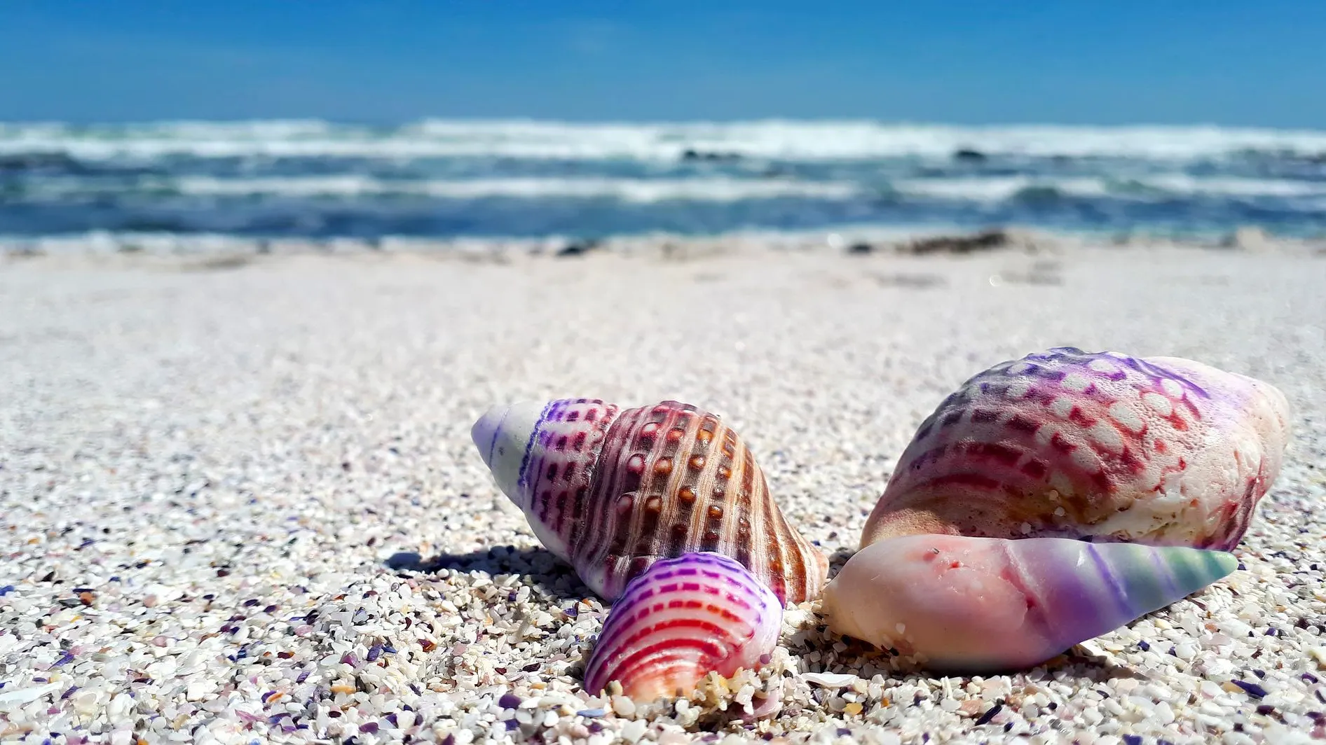 Conchas en la playa