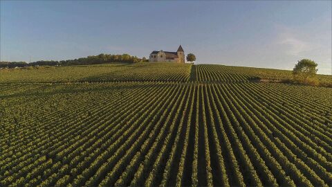 Paisaje de viñedos en Champagne. Francia