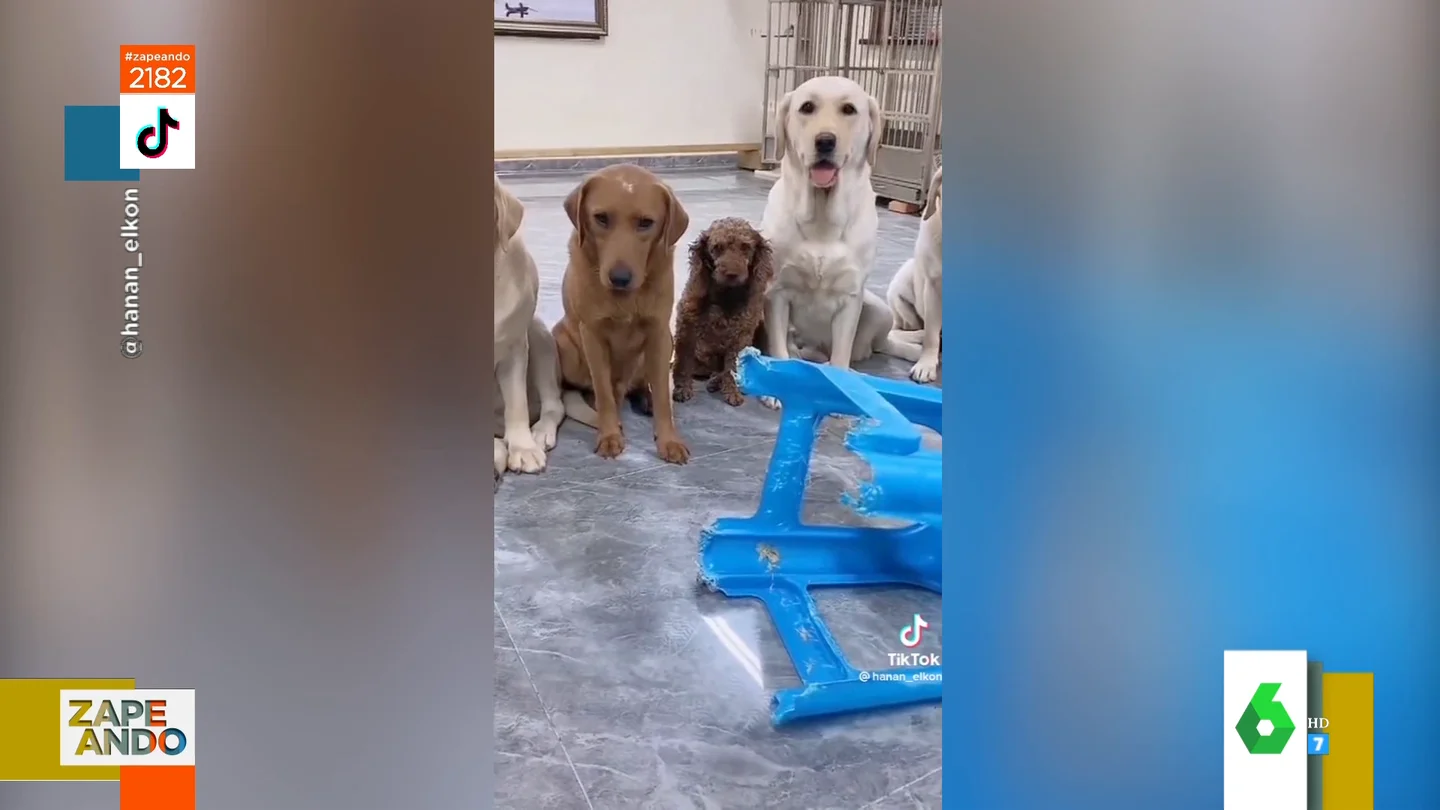 El cómico viral de un grupo de perros que señalan al culpable de morder una silla El cómico viral de un grupo de perros que señalan al culpable de morder una silla