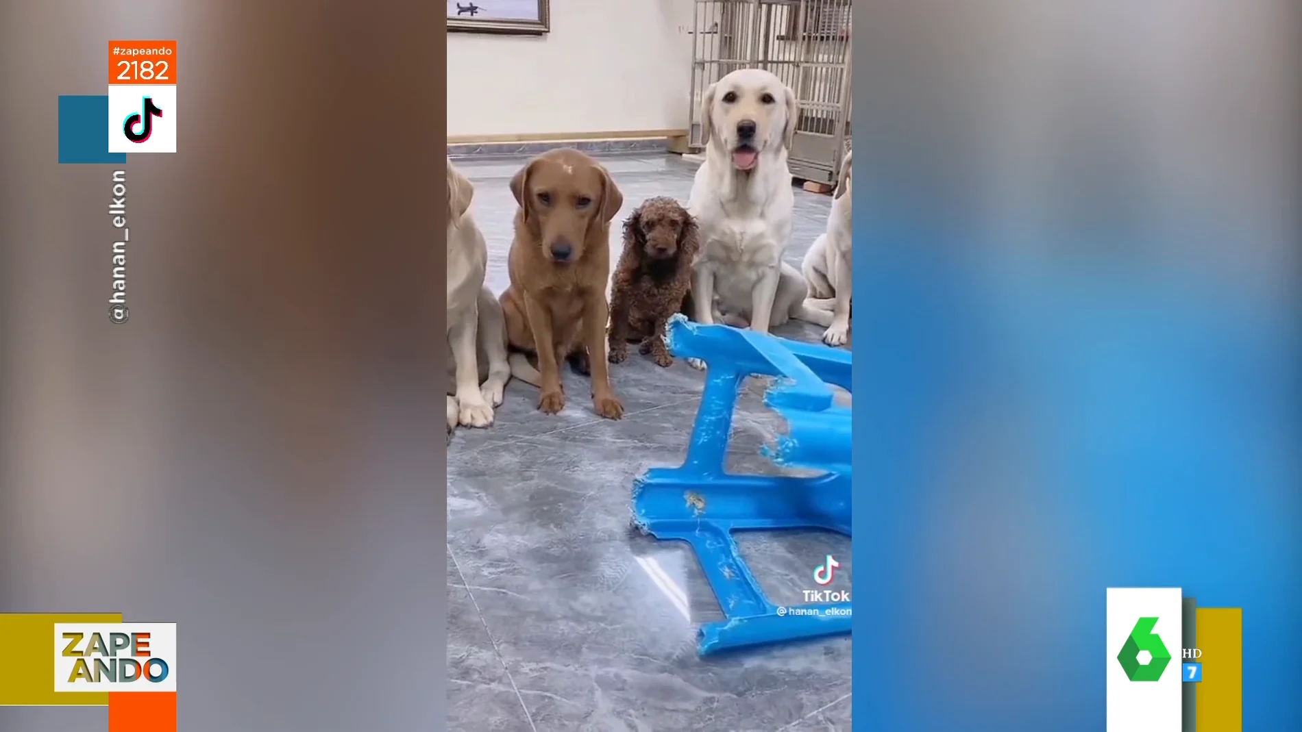El cómico viral de un grupo de perros que señalan al culpable de morder una silla