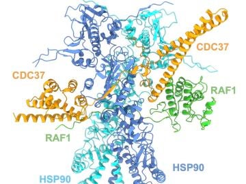 Estructura de la proteína RAF1