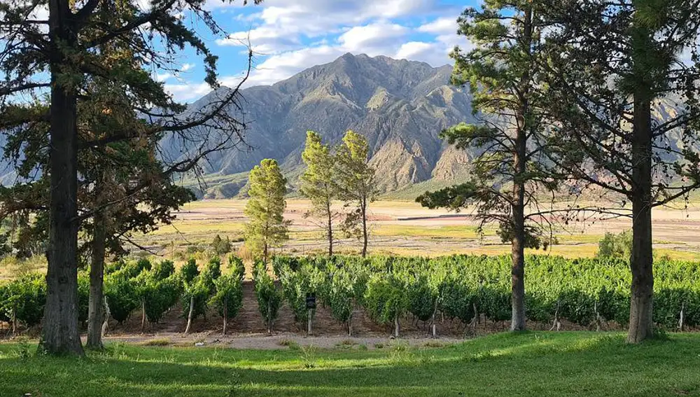 Paiseje de viñedos en Mendoza, Argentina
