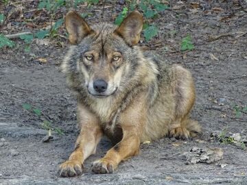 lobo ibérico