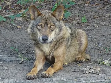 lobo ibérico lobo ibérico