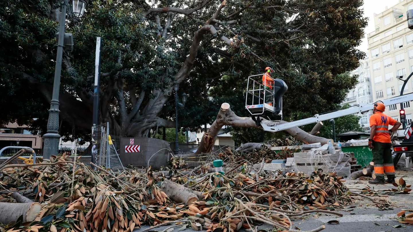 La caída de una rama de un ficus centenario en Valencia La caída de una rama de un ficus centenario en Valencia