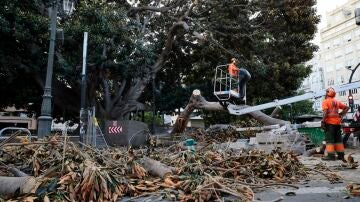 La caída de una rama de un ficus centenario en Valencia