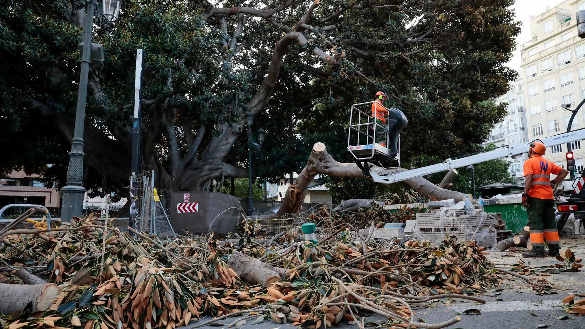 La caída de una rama de un ficus centenario en Valencia