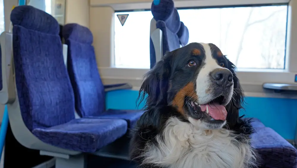 Perro en un tren