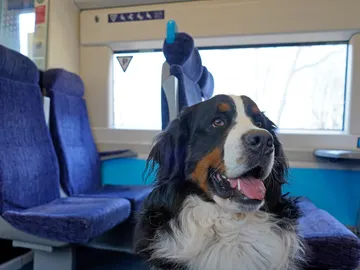 Perro en un tren Perro en un tren