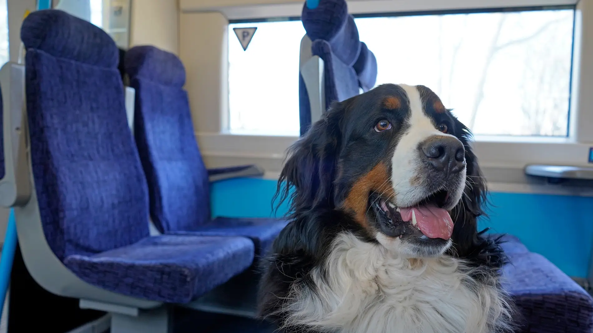 Perro en un tren