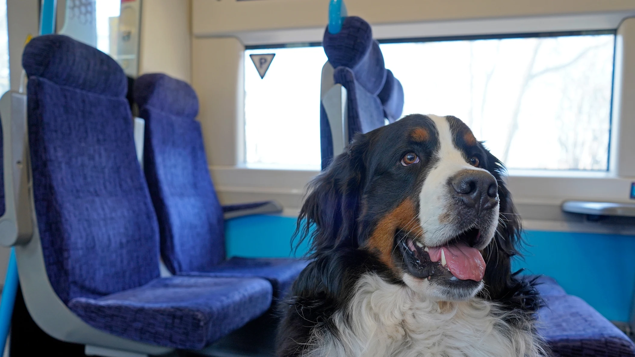Perro en un tren Perro en un tren