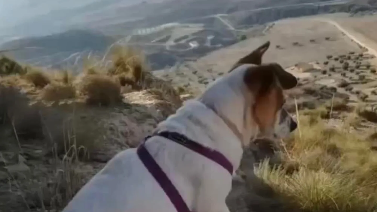 Agrede a una vecina y mata a golpes a su perra en Campos del Río (Murcia) Agrede a una vecina y mata a golpes a su perra en Campos del Río (Murcia)
