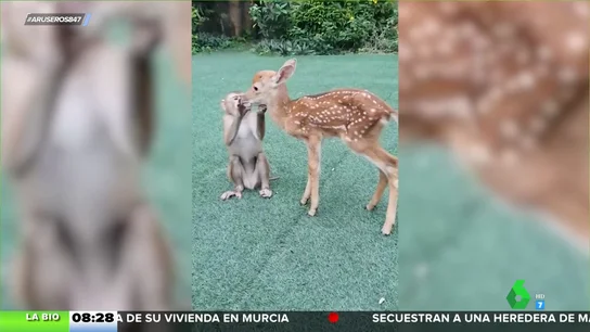 La amistad entre un ciervo y un mono es posible: la bióloga Evelyn Segura tiene la explicación científica La amistad entre un ciervo y un mono es posible: la bióloga Evelyn Segura tiene la explicación científica