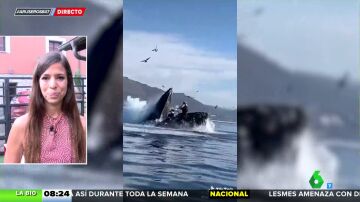 Terrorífico vídeo viral: una ballena jorobada engulle a dos mujeres y después las escupe