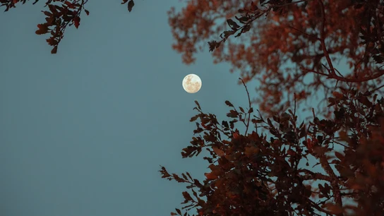 La luna llena de febrero. La luna llena de febrero.
