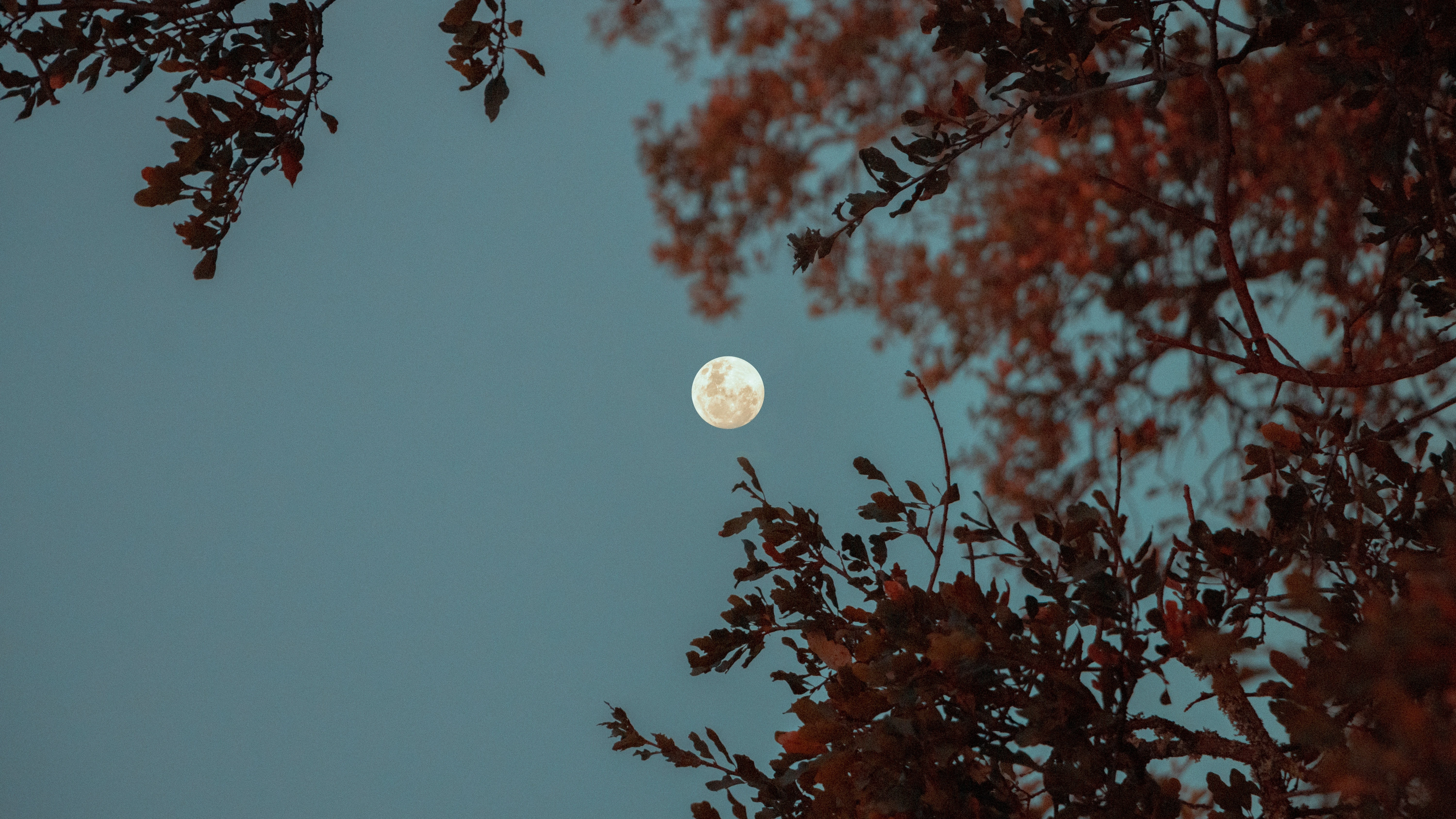 La luna llena de febrero.