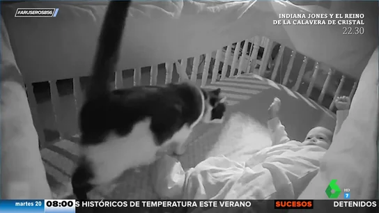 Un gatito despierta con ternura a un bebé para que le dé mimos Un gatito despierta con ternura a un bebé para que le dé mimos