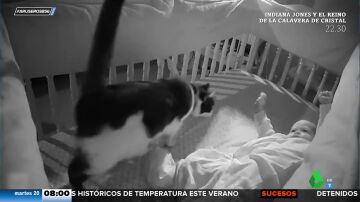 Un gatito despierta con ternura a un bebé para que le dé mimos